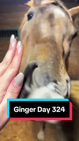 Ginger is 324 days pregnant today!🐴 #foalingseason2024 #foalingseason #maresoftiktok #broodmare #redroan 