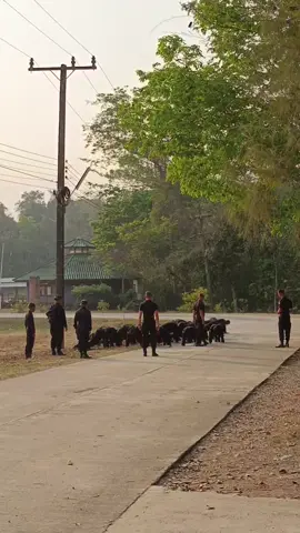 ยินดีต้อนรับทดแทนทั้ง32นายครับ#เทรนด์วันนี้ #ขึ้นฟีดเถอะ #ทหารพรานนาวิกโยธิน #ค่ายเทวาพิทักษ์ #นักรบชุดดํา #พรานบูรพา 