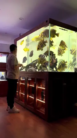 Bể cá hổ số 2 thì không có số 1#aquamartsaigon #datnioides 