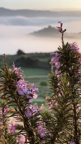 صباح الخير😴👋🏻#الباحه_الجنوب_المندق_طبيعه_السعوديه_عامر_الزهراني_اكسبلور_تغطيه 