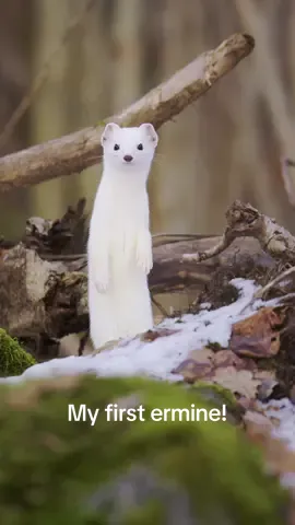 Is this even real?  Ermine / Hermelin  I have been looking for an ermine for more than 3 years without ever seeing one. Then today it finally happened out of nowhere.  I was sitting on a tree stump because I was so tired from carrying my backpack, after just a few minutes a white little face popped up behind a rock, looking right into my eyes.  I was completely paralyzed and I didn’t even try to reach for my phone to record it because I was afraid that I’d scare it away. My fears were unfounded however, since this little guy wasn’t afraid of me whatsoever.  I stayed for about an hour while he kept running back and forth around me in search of suitable prey, such as wood mice. He did not find any, unfortunately, but I’m sure he had better luck when I left.  This all happened in a place where I have been at least 300 times without ever seeing one.  . . . . #ermine #wildlifephotography #nikoneurope #nikonz9  #sweden #hermelin #earth