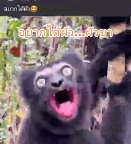#สัตว์โลกน่ารัก #ธรรมชาติ #ฮ่าๆขําๆ #ตลกฮาๆ #fypシ゚viral #fruits #foryou #fypシ #fyp #ขําๆ #น่ารัก #ชอบ #ล่าสุด #ตลก #ผัว #แฟน #ผัวเมีย #ครอบครัว #แฟนน่ารัก #ตามหา 