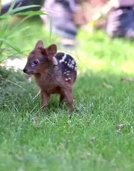 The world’s smallest deer🥰 #deer #smallestdeer #fyp #foryou #foryourpage #foryoupage #cute 