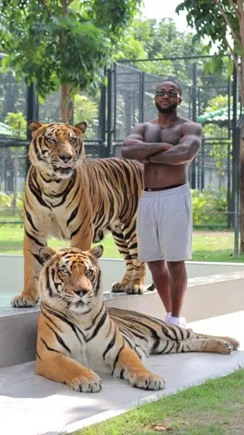 Tiger World Thailand #tigerworldthailand 