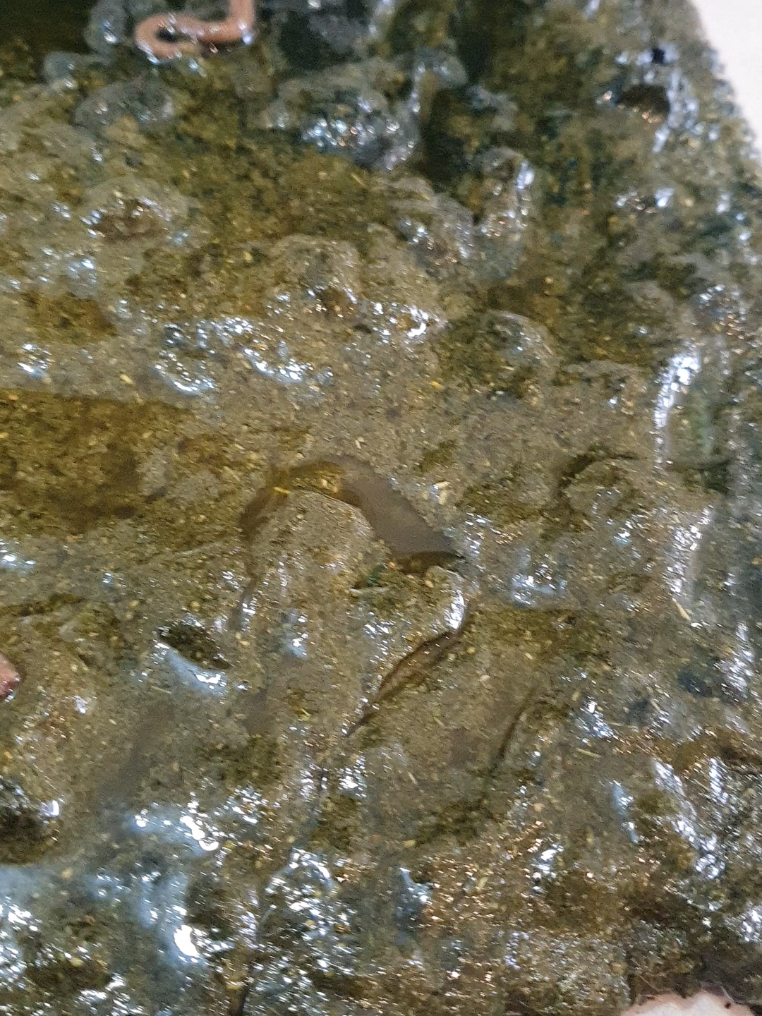 HORRIBLE CARPET INFESTATION / Satisfying Dirty Carpet Cleaning ASMR #cleaningservice #sleepaid #restoration #rugscraping #dirtywater #carpetwash  #cleaningmotivation #cleaning #asmr #rugwashing #relaxing #rugwashingasmr #satisfyingvideos #asmrbrushing #asmrcarpetcleaning #calming #satisfying #asmrvideo #rugcleaning #carpet #rugcleaningasmr #asmrcleaning #cleaningasmr #carpetcleaning #cleaningservices