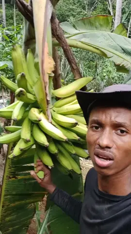 banana da terra #vidanocampo #vidanaroça #banana #bananadaterra 
