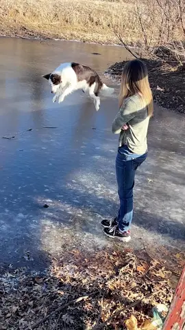 funny dogs Comp 🤣🐶 episode 136 #funny #pet #animals #funnyanimals #fyp #foryou #dog #dogsoftiktok #funnydog #doglovers #funnyvideos #🤣🤣🤣 