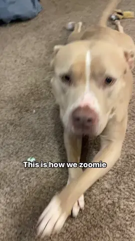 This is how we zoomie! #dogs #pitbull #dogsoftiktok #zoomies 