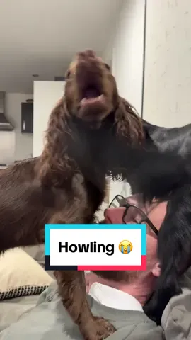 Excited howls 🤣 sorry neighbours  #howlingdog #cockerspaniel #dogsoftiktok #workingcockerspaniel #funnydogs #dogmeme 