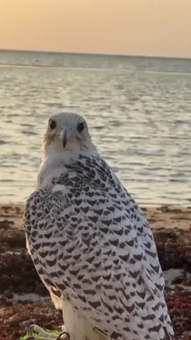 #بعض_العرب_حبه_يوردك_الجنون  #محمد_فطيس 