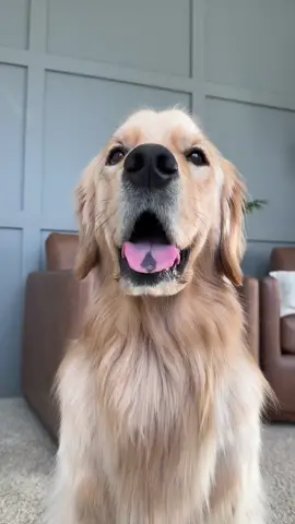 Better than a bowl of stawberries don’t you think? #strawberries #goldenretriever #doglover