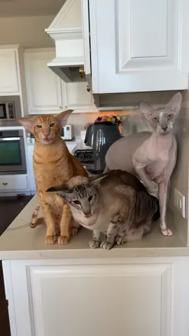 They think if they dont remind me to feed them breakfast before I even make my coffee, that I will forget 🧡🤍💜🖤 #orientalshorthaircat #orientalshorthair #orientalcat #peterbald #cat #foryou #funnycat #cattok #catsoftiktok #fyp #pettok #siamese #tiktokcats #cutecat #hairlesscat #sphynx #orangecat #orangetabby #tabbycat 