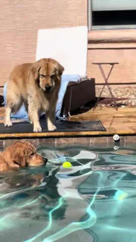 We haven’t seen Blue hop in the water to solve hos problems in a while. #goldenretriever #blue #tub 