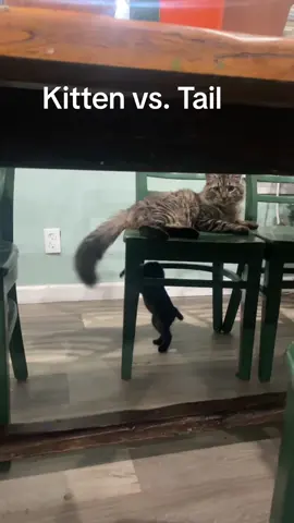 #cattok #boredinthehouse #kittensoftiktok #fypツ 