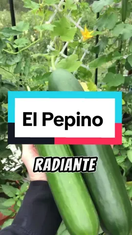 ¡Refresca tu Vida con el Poder del Pepino! #PepinoPower #RecetasConPepino #AlimentaciónSaludable #FreshFlavors #TikTokCocina #Bienestar #Refrescante