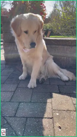 Golden Retriever Meets a Woolly Bear Caterpillar __ ViralHog_166