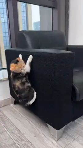 My sofa savior!🥹😻DIY cat scratcher.✈️Link in my bio. #catsupplies #cat #catsoftiktok #PetsOfTikTok #fpy #furniture #homedecor #catscratcher #sofacover #scratchboard 
