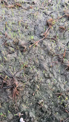 เริ่มใหม่ กข41✌️ #วัยรุ่นสุพรรณ #วัยรุ่นย้ายรถเกี่ยว #วัยรุ่นทำนา🌾🌾🌾🌾 