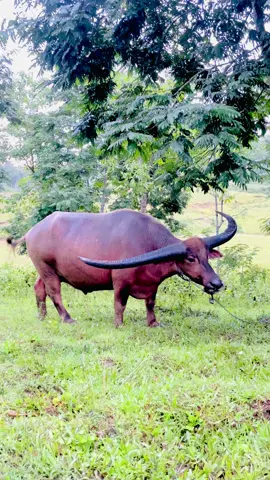 Maddopa kurra “ Olle Diewa”🐃 #bufalo #kerbau #kerbauviral🐃 #maddopa #sumba #virall 