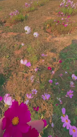 #Taxua một chiều bình yên quá…!#taxua2024 #sanmay #thaonguyentaxua #binhyen 