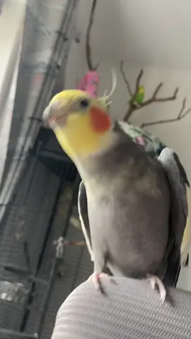 Kiki moment #fyp #foryou #bird #cockatiel #parrotsoftiktok #birdsoftiktok 