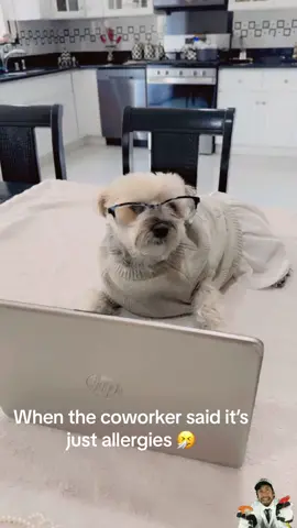 #dog#animal#of#tiktok#funny#fypシ 