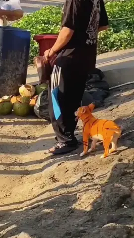 colored dogs 🐶  #dogs #cutedog #cute #fypシ゚viral #trending #foryoupage #viralvideo 