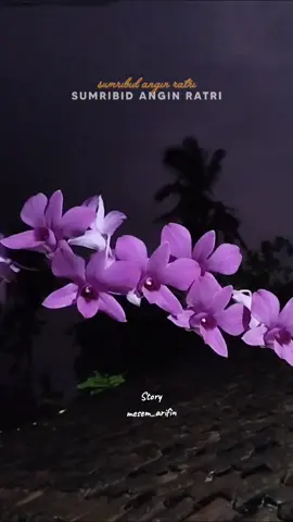 Sumribid Angin Ratri #CapCut #storywa #story #lamunan #liriklagu 