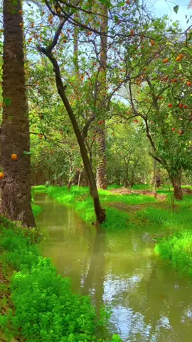 #بساتين_ديالى🍊🍊 #بستان #سمير_صبيح❤️ #اجواء_الشتاء #ديالى1 #بعقوبه #بعقوبه_مدينتي #الراحل_سمير_صبيح #ديالى #ديالى_بعقوبه #طبيعه 