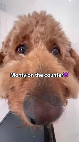 You know what that means… #dog #funny #puppy #silly 