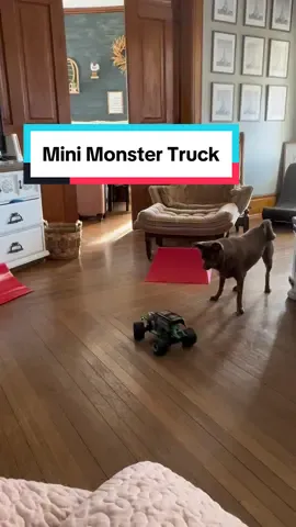 The Losi Mini LMT turns pretty much any space into a @Monster Jam arena! 🔥  #horizonhobby #losiraceinspired #minilmt #minimonstertruck #rc #rcmonstertruck #gravedigger #sonuvadigger #FamilyFun #monsterjam