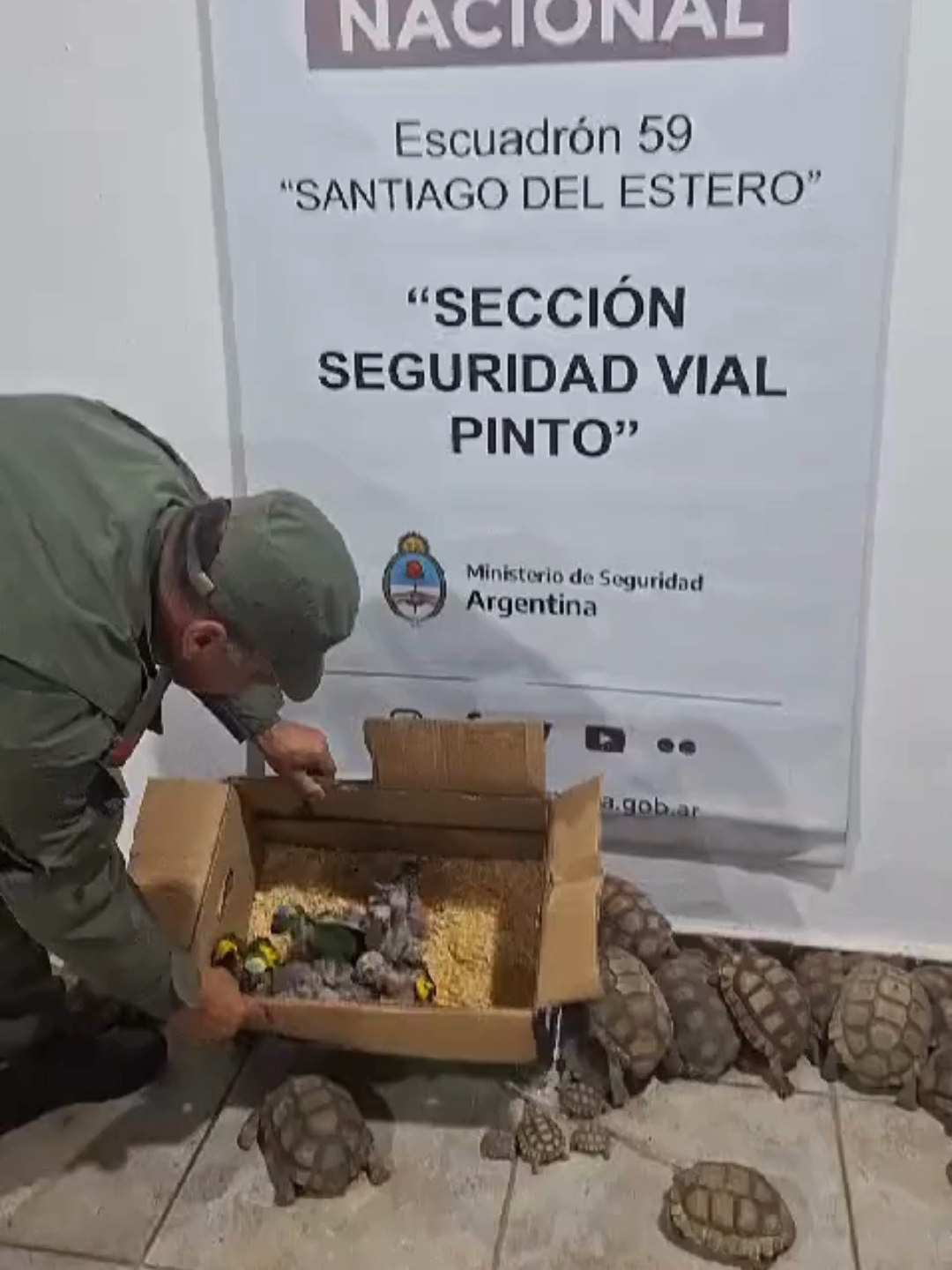 🦜 Bajo las directrices establecidas por el Ministerio de Seguridad para combatir el tráfico de fauna silvestre y proteger el medio ambiente, miembros de Gendarmería Nacional llevaron a cabo el decomiso de más de 150 ejemplares de loros, tortugas e iguanas en Santiago del Estero. ❗ Ante esta situación, se iniciaron los procedimientos por violación a la Ley Provincial 4.802 de Protección de la Fauna Silvestre. Los animales fueron entregados a las autoridades de Bosques y Fauna Silvestre en Selva (Santiago del Estero), con el propósito de que sean devueltos a su hábitat natural. #animales #jumanji #tortuga #loro #iguana #fauna #santiagodelestero #ellitoral