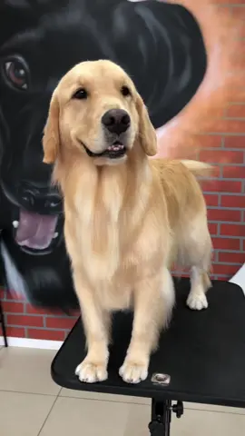 Dia de aula Tosa comercial em Golden! #goldenretriever #golden #banhoetosa #petshop #caxiasdosul #caxiadosulrs #cursobanhoetosa #cursopet #cursopetshop 