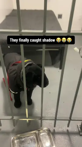 #jmassiah #fyp #foryou #shadowrelax #shadowthedog 