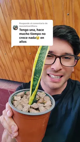 Respuesta a @massielcantillana  Sansevieria o lengua de suegra 🌱🌱❤️Gracias por dejar sus preguntas. #paratiplantas #tipsplantassanas #tipsplantas #suculentas #sansevieria  #suculentaschile🌵  #plantasdetiktok #lasplantasdelabello  #suculentasycactus🌵 #sansevieriaplant #sansevieriatips 