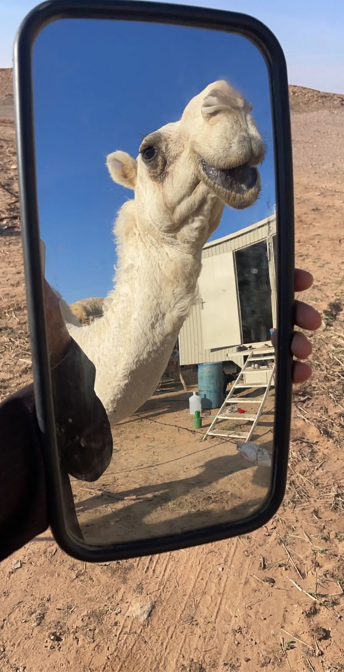 #البل_عطا_الله #البل_عضام_المال 