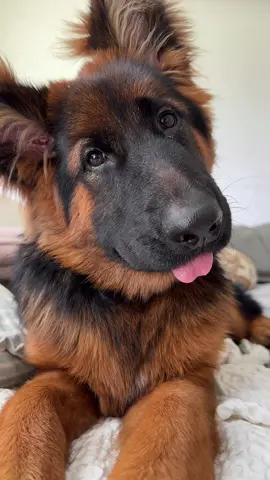 She wants to know who loves her 😅🐶🤍 #puppytiktok #dogsoftiktok #doglover #doglife #dogmom #germanshepherd #germanshepherdpuppy #cutedog 