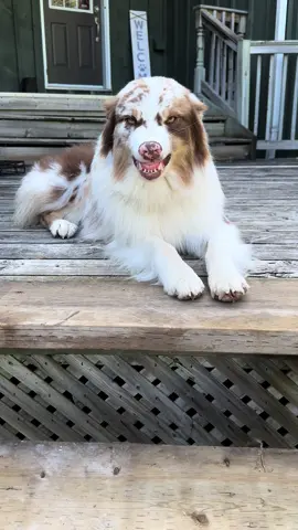 Hes really just a swet boy 🥺 #smile #smileyboy #happydog #australianshepherd 