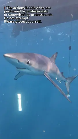 #______shark #_shark #America #atlanticocean #BeWhaleWise #blacktipreefshark #blacktipreefsharks #blacktipshark #blacktipsharks #blueshark #bullsharks #cagediving #Californiacoast #Christmas #cutesharks #deadshark #divingandshark #divinginsharks #divingshark #divingsharkattack #divingsharks #divingwith shark #dolphin #fishingashark #fishingshark #fishingsharkbite #fishingsharkvideos #fishingtheshark #fishshark #fishsharkattack #fishsharkgame #fishsharkin aquarium #fishsharktales #fishsharktank #fishsharkvideos #Florida #foryou #foryoupage #fyp #Galeocerdonidae #giantoceanmonsters #giantsharkintheocean #giantwhiteshark #goblinsharks #greatwhites #greatwhiteshark #greatwhitesharkdiving #greatwhitesharkfacts #greatwhitesharks #greatwhitesharkweek #greenlandshark #greyshark #hammerhead #hammerheadshark #helpsavesharks #humpbackwhale #killershark #killerwhalepredation #killerwhales #killerwhalevsdolphin #knowyoursharks #landbasedwhalewatching #mackerelshark #mackerelsharks #Majesticseacreatures #makoshark #marlin #Natgeoexplorers #OceanExploration #oceangianthuman #oceangiantmonsters #oceangiantmouth #oceangiants #oceanlife #oceanlife0217 #OceanPredator #oceansharkgirl #oceansharkkeelung #oceansharkpart2 #oceansharktransition #oceansharkvideos #oceansharkwave #oceansharkwhale #orca #orcaincident #orcas #orcashark #orcasharkfacts #orcasharkfshark #orcasharkincident #orcasharkorcasharkattack #orcatilikumvideo #orcavsdolphin #orcavshiu #orcavshuman #orcavssharks #orcawhale #Orcinusorca #redseashark attack #rescuesharks #saveoursharks #saveshark #savesharks #seashark #seasharkgirl #seasharkvehicle #seasharkvideos #seasharkvoice #seaworldsharkincident #seeingsharkunderwater #shark #sharkaddicts #sharkaholic #sharkanatomy #sharkandorca #sharkattack #sharkattack shark #sharkattack underwater #sharkawareness #sharkbaby #sharkbackyard #sharkbait #sharkbateau #sharkbehavior #sharkbite #sharkbreach #shark #thewhitehouse