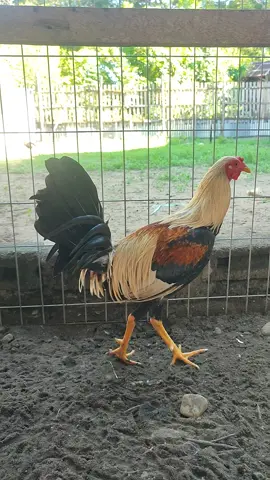 Sweater 5K Grey.  Tampil perdana demi content.  #ayam #breeder #peternakmuda #sweater5k🔥🍯🔥 