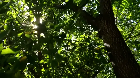 HD slow motion stock video - Sunlight in the trees #relax #nature #calm #naturevibes 