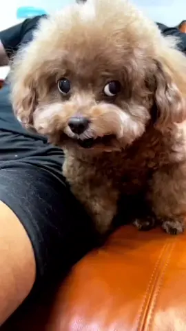 mulch gang for life .  . .  .  .  .  .  .  cr : mulchydog on ig  #ilsansrkive #ijbol #skz4thgenleaders #fyp #foryoupage #mulch #mulchgangforlife #cockroachchuu 