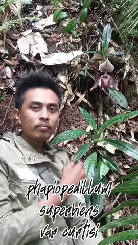 indonesia memiliki beranekaragam jenis anggrek spesies salah 1 nya anggrek sepatu dan kali ini kita bertemu anggrek endemik sumatera phapiopedillum superbiens var curtisis#orchidaesthetic #anggrek 