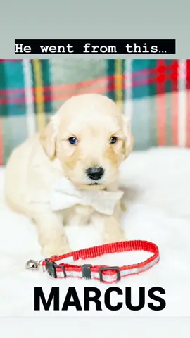 My Miniature Golden Doodle’s 3rd Birthday!!! #cash #cashthedoodle #fyp #dogbirthday #petstorehaul #doodlesoftiktok #doodles #doggylover 