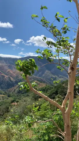 Samalamig #fyp #nature #mountainview #bundok 