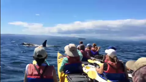A wonderful kayak encounter with orcas🤩 #kayak #kayaking #whale #orcas