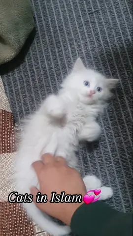 Cat in Islam❤️💯Facts Part 3❤️ #foryoupage #fypシ #catsoftiktok #viral #mani00786 #maniansari21 #foryou #mybrownie04 #mybrownie0404 #illu #trending #pets #fyp #pet 
