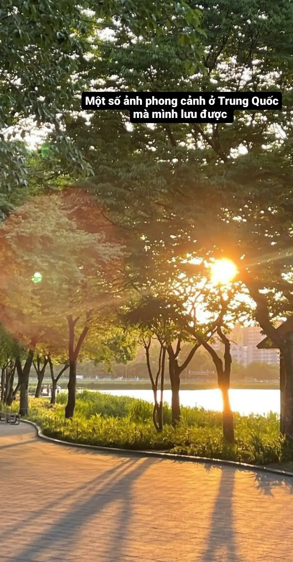 thật sự rất đẹp #xhuongtiktok #xh #hoatrungquoc #canhdeptrungquoc 