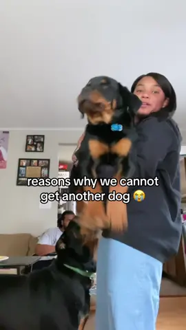 BLAKE THE BULLY 😂😭 #rottweiler #rottweilersoftiktok #dogsoftiktok #PetsOfTikTok #rottiesoftiktok #rottie 