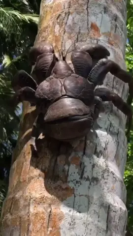 Coconut Crab 